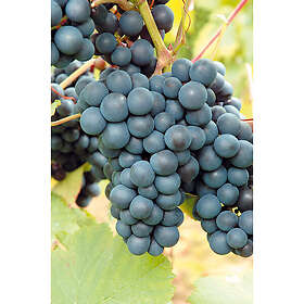 Piardino Vinranka Blå Druva Rondo Krukodlad 10-Pack