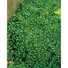 Piardino Buske Krypoxbär Småbladig 20-30Cm 10-Pack