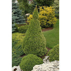 Piardino Barrväxt Sockertoppsgran Grågrön 40-50Cm