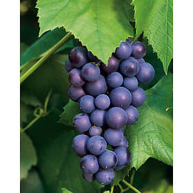 Piardino Vinranka Blå Druva Boskoop Glory 30-50Cm Krukodlad