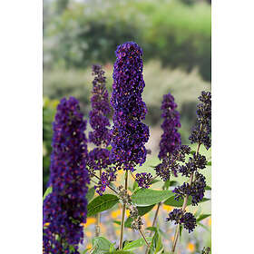 Piardino Buske Syrenbuddleja Fjärilsbuske Mörkröd