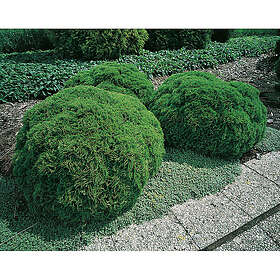 Piardino Barrväxt Klotthuja Dansk Grön 20-25Cm 3-Pack