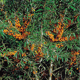 Piardino Buske Havtorn Grågrön 10-Pack