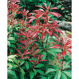 Piardino Buske Buskrosling Japansk 3-Pack