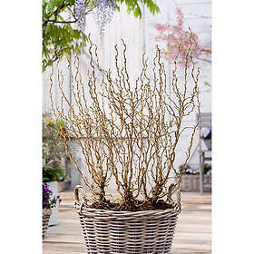 Piardino Buske Ormhassel Gul 5-Pack