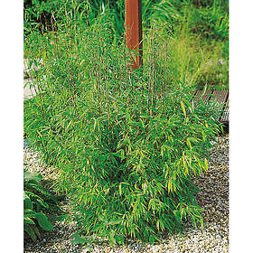 Piardino Buske Bergbambu 40 Cm Krukodlad 10-Pack