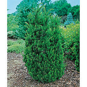 Piardino Barrväxt Hybrididegran Mörkgrön 30-40Cm