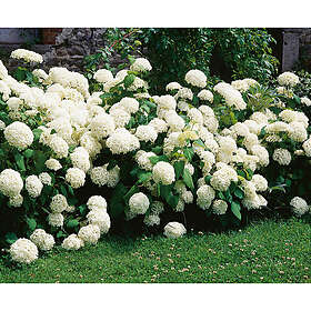 Piardino Buske Vidjehortensia Vit 50-60 Cm Krukodlad 5-Pack