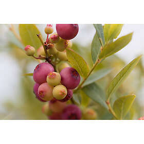 Piardino Bärbuske Amerikanskt Blåbär Pink Lemonade Krukodlad 3-Pack