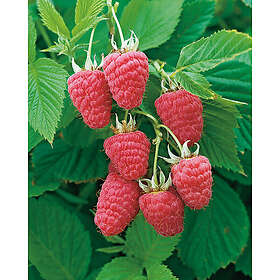 Piardino Bärbuske Ljusrött Trädgårdshallon 30-50Cm Krukodlad 10-Pack