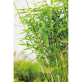 Piardino Buske Bergbambu 60-80Cm 3-Pack