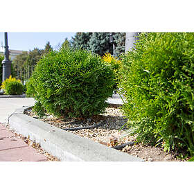 Piardino Barrväxt Tuja Little Giant 25-30Cm 5-Pack