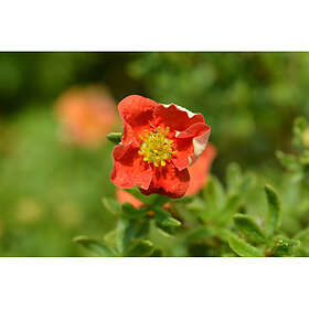 Piardino Buske Ölandstok Röd 3-Pack