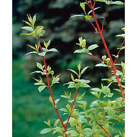 Piardino Buske Korallkornell 3-Pack