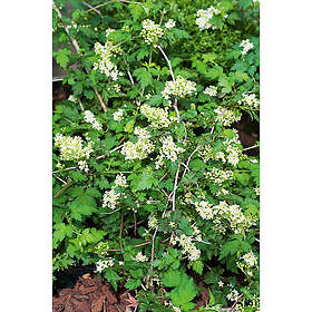 Piardino Häck Liten Stefanandra 15-30Cm 100-Pack Krukodlad