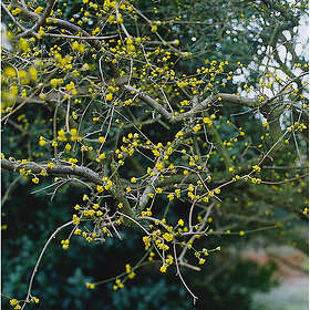 Piardino Buske Körsbärskornell Gul 3-Pack
