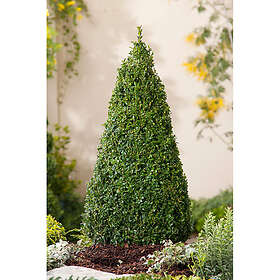 Piardino Buske Buxbom Pyramidform 50-60 Cm 5-Pack Mörkgrön