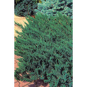 Piardino Barrväxt Kryp-En Amerikansk Blågrön 25-30 Cm 3-Pack