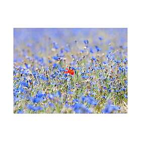 Fototapet Sky-Colored Meadow Cornflowers 200x154cm TM-LFTNT1285