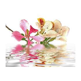 Fototapet Venedig Färgglad Stad På Vattnet 200x154cm TM-LFTNT1355