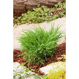 Omnia Garden Amerikansk kryp-en 'Andorra Compact', 3-pack