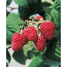 Omnia Garden Trädgårdshallon ljusrött, 30-50 cm 1-pack