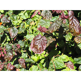 Omnia Garden Rödbladig ormhassel, 1-pack