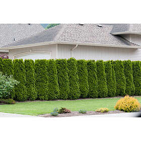 Omnia Garden Häcktuja 'Brabant' 20-40 cm 100-pack