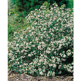 Omnia Garden Svart aronia 'Hugin' CO 10-pack