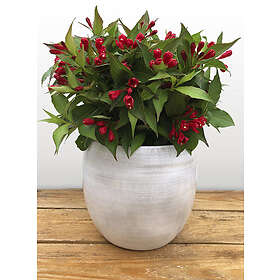 Omnia Garden Rosenprakttry 'All Summer Red', 3-pack