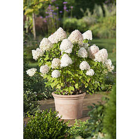 Omnia Garden Vipphortensia 'Limelight' CO 5-pack