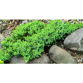 Omnia Garden Japansk kryp-en 'Nana', 3-pack