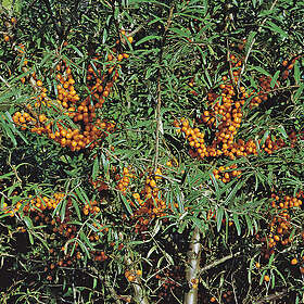 Omnia Garden Havtorn 'Romeo' 3-pack