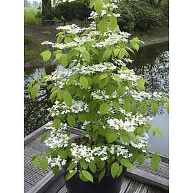 Omnia Garden Japansk olvon 'Kilimandjaro', 3-pack