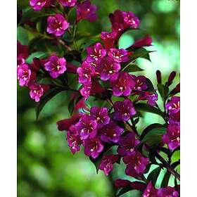 Omnia Garden Trädgårdsprakttry 'Bristol Ruby' CO 5-pack