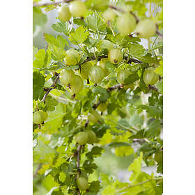 Omnia Garden Krusbär gula 'Hinnomäki' stam 40-60 cm 3-pack