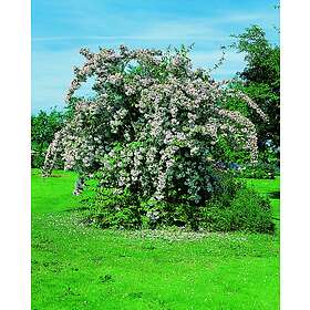 Omnia Garden Paradisbuske 'Pink Cloud' CO 3-pack