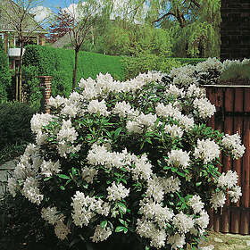 Omnia Garden Park Rhododendron 30-40 cm, Vit 10-pack