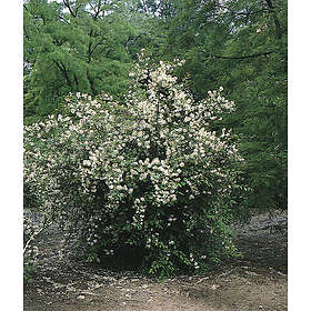 Omnia Garden Doftschersmin 5-pack