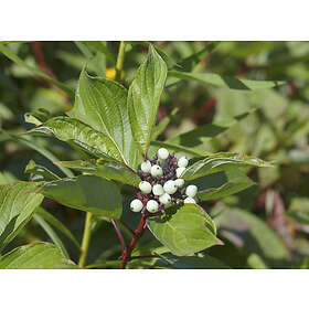 Omnia Garden Videkornell 'Farba' Eco 20-pack