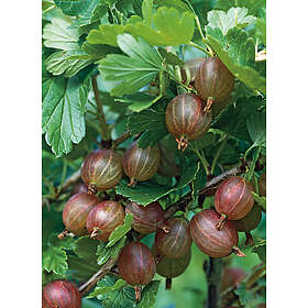 Omnia Garden Krusbär röda 'Hinnomäki', 30-50 cm 1-pack