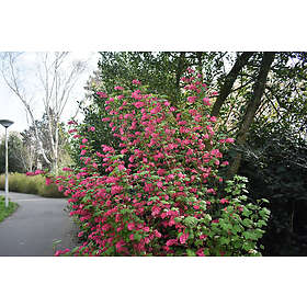 Omnia Garden Rosenrips 'King Edward VII' 1-pack