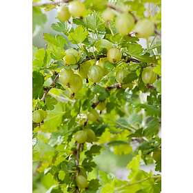 Omnia Garden Krusbär gula 'Hinnomäki', 30-50 cm 1-pack