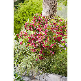 Omnia Garden Trädgårdsprakttry 'Bristol Ruby' CO 1-pack