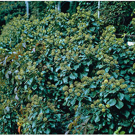 Omnia Garden Buskmurgröna 'Arborescens' CO, 25-30 cm 10-pack