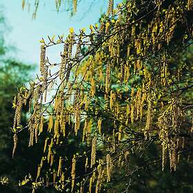 Omnia Garden Hassel CO 1-pack