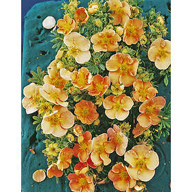 Omnia Garden Ölandstok, Laxrosa 1-pack