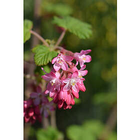 Omnia Garden Rosenrips 'King Edward VII' 5-pack