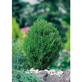 Omnia Garden Tuja 'Teddy', 3-pack