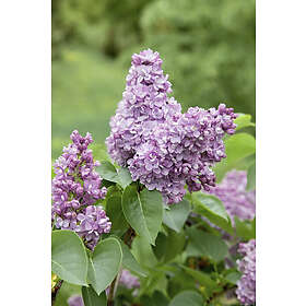 Omnia Garden Syrén Syringa vulgaris 100-p